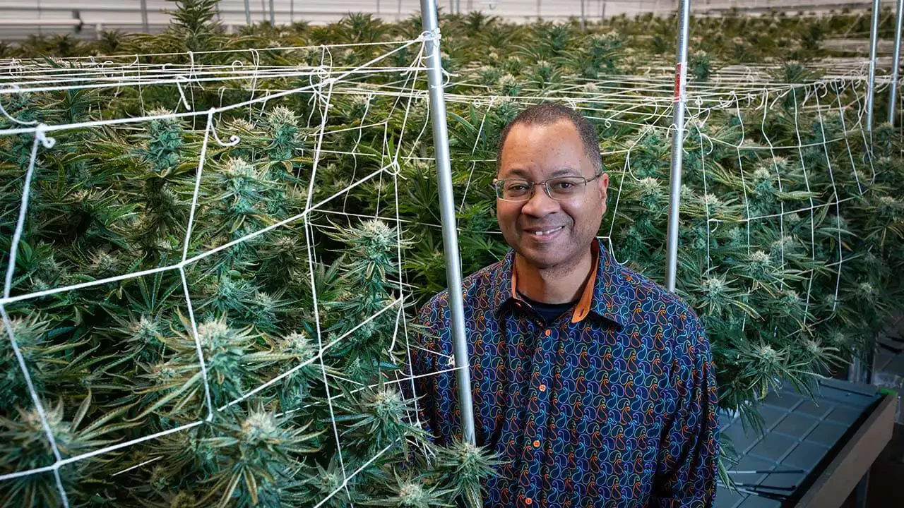 Marijuana Genetics Trends Extend Beyond High THC hauv 2024